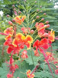 Goddess Lakshmi favorite flower