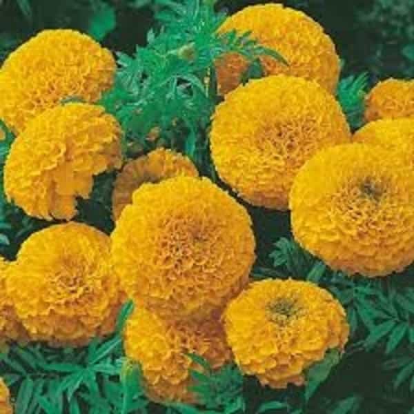 Marigold-African – nursery