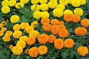 Marigold